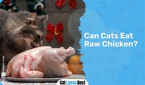 Can Cats Eat Chicken Quench Your Curiosity Now