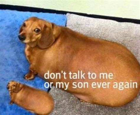 Dog Dont Talk To Me Or My Son Ever Again Know Your Meme