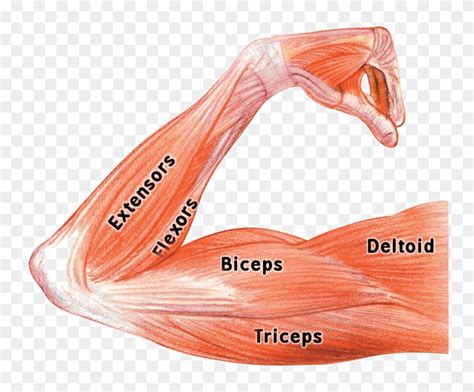 Arm Muscle Diagram Body Anatomy Upper Extremity Muscles The Hand