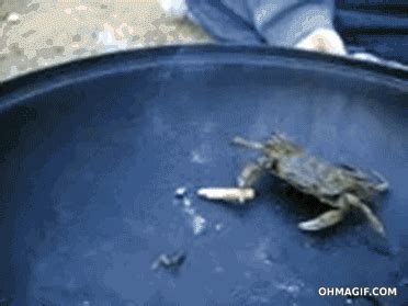 Crabs Gif Find Share On Giphy