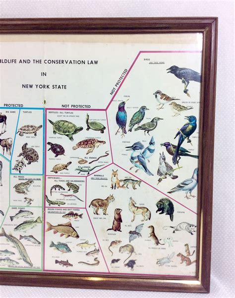 1970s Wildlife Conservation Law Framed Diagram