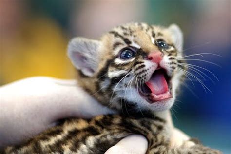 Very Cute Baby Cheetahs Cubs Blue Image