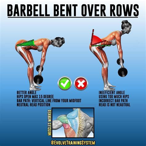 √ Bent Over Rows Correct Form