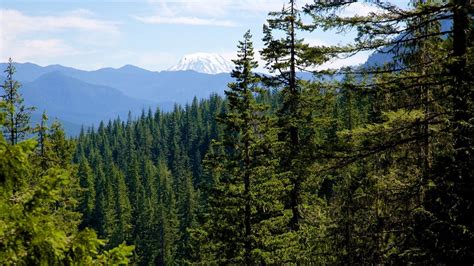 Coniferous forests consist mostly of conifers, which are trees that grow needles instead of leaves and cones instead of flowers. Coniferous Forest: Definition and Facts About the Biome
