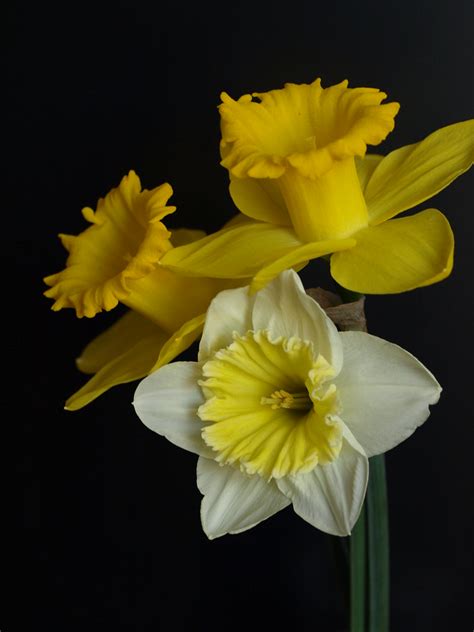 Daffodil Happy Easter 2010 Mlk6615 Flickr