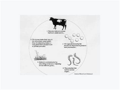 Diseases Of Cattle Internal Parasites