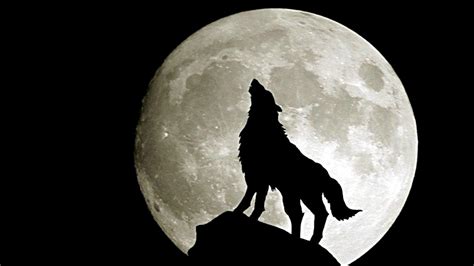 Wolf Full Moon Wallpaper Wallpapersafari