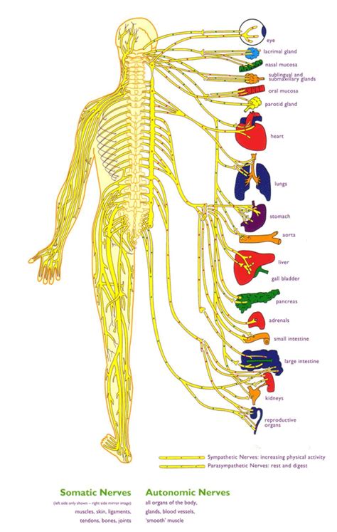Nerves Of The Body Human Anatomy Diagram Nervous System Diagram The
