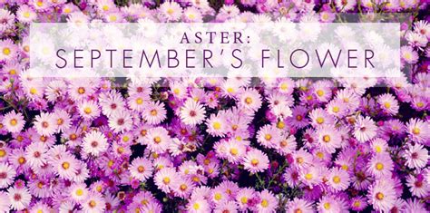 The Aster September S Birth Flower Casas Flowers Blog