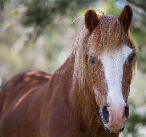 Chestnut Horse With White Diamond On Face Stock Image Image Of Face