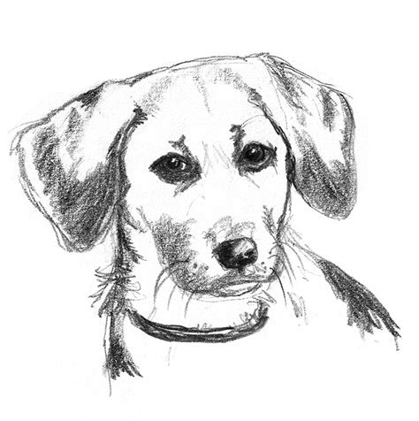 Dog Sketches Pencil Drawings Of Dogs