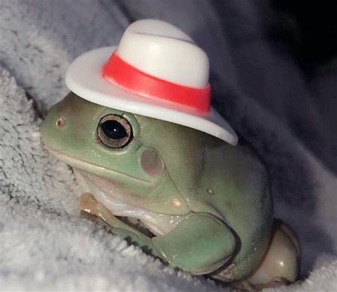Frog With Hat Pet Frogs Cute Frogs Whites Tree Frog