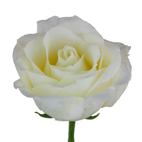 White Chocolate Roses Florabundance Wholesale Flowers