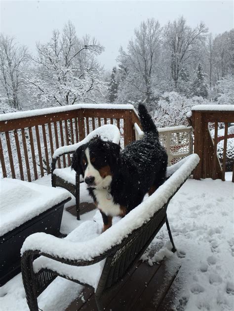 Junes First Snow Love My Berner Bernese Mountain Dog Bernese