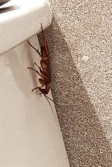Found This Insect In My Bathroom Whatsthisbug