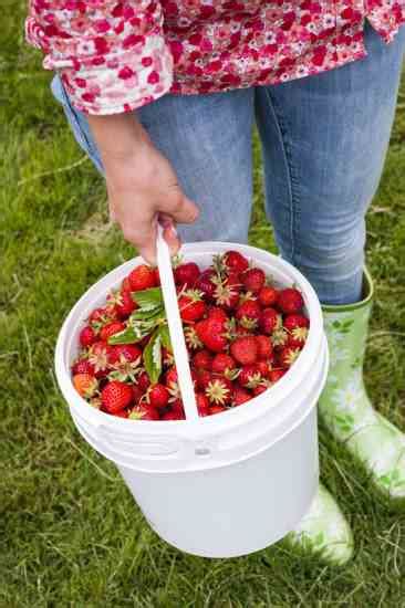 The Many Uses For 5 Gallon Buckets Organic Gardening