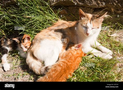 Feral Cat Feeding Hi Res Stock Photography And Images Alamy