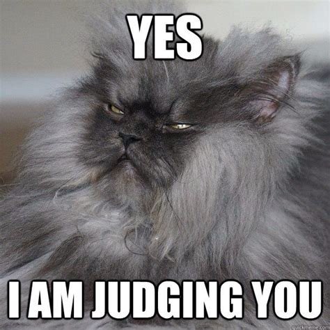 Yes He Is Judging U Cat Memes Cat Quotes Funny Cats