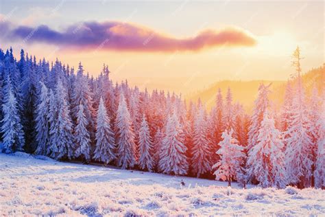 Premium Photo Magical Winter Snow Covered Tree Sunset In The