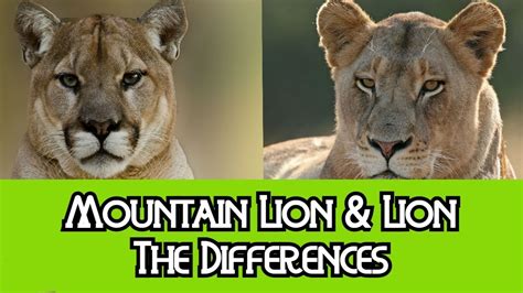 I hope that made sense, now on to the good stuff. Mountain Lion Vs Lion Size Comparison | Roblox Dungeon ...