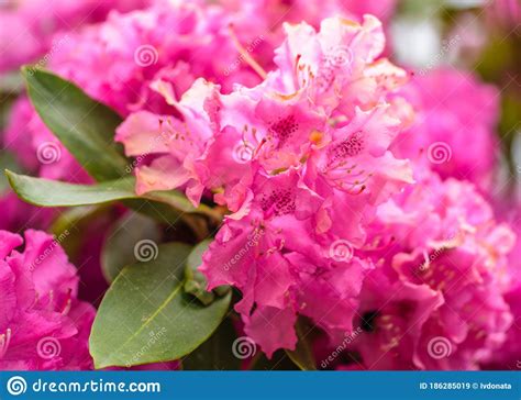 Bright Pink Rhododendron Flowers Close Up On A Summer Day Stock Image