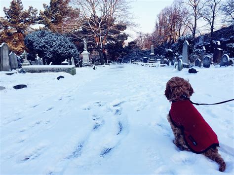 Explore a massive mountain on skis snow is out! There's snow place like Earls Court! | TLC London