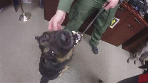 Border Patrol K 9 Returns To Work After First Of Its Kind Surgery