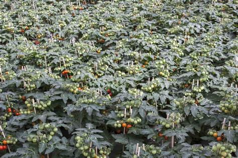 How To Start Tomato Farming In Philippines A Useful Growing Guide For