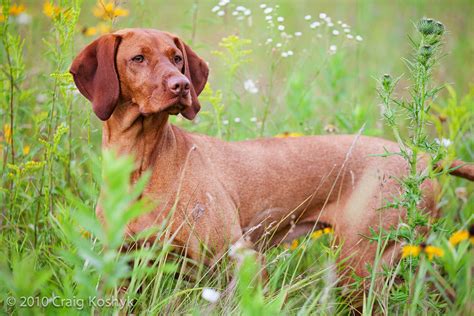 Breed Of The Week The Vizsla Dogs And Doubles