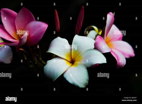 Beautiful Tropical Flowers Stock Photo Alamy