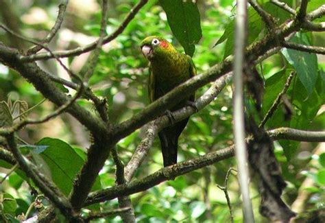 Tips On Parrot Identification When Birding Costa Rica Parrot Bird