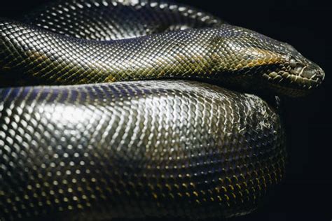 870 Green Anaconda Stock Photos Pictures And Royalty Free Images Istock