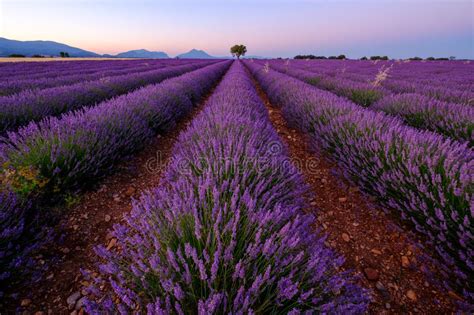 Tree In Lavender Field At Sunset Stock Photo Image Of France Sunset