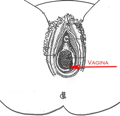 Female Reproductive System External View With Diagrams Flashcards The Best Porn Website