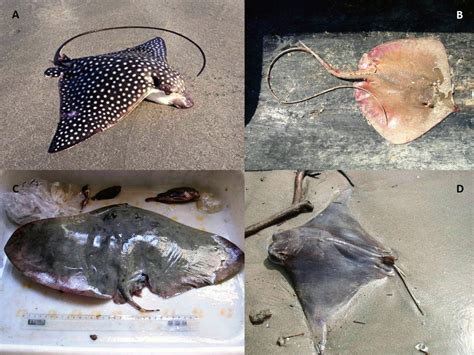 Injuries By Marine And Freshwater Stingrays History Clinical Aspects