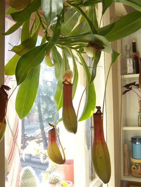 Pitcher plants from the nepenthes genus are one of the most interesting types of houseplants to be found in the hobby. Nepenthes ventrata | Pitcher plant care & info ...