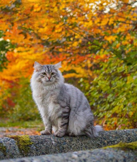 Pin By Katie S On Cats Siberian Cat Siberian Forest Cat Siberian