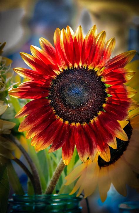 That Red Sunflower Is So Beautiful I Feel Like I Have Fell In Love