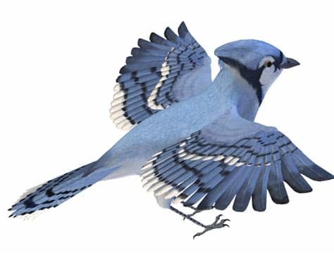 Free transparent png images for everyone. Photoscape Editor: Birds PNG Images