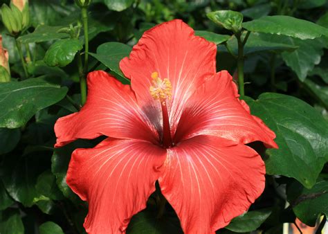 Hibiscus Varieties Offer Tropical Color Mississippi State University