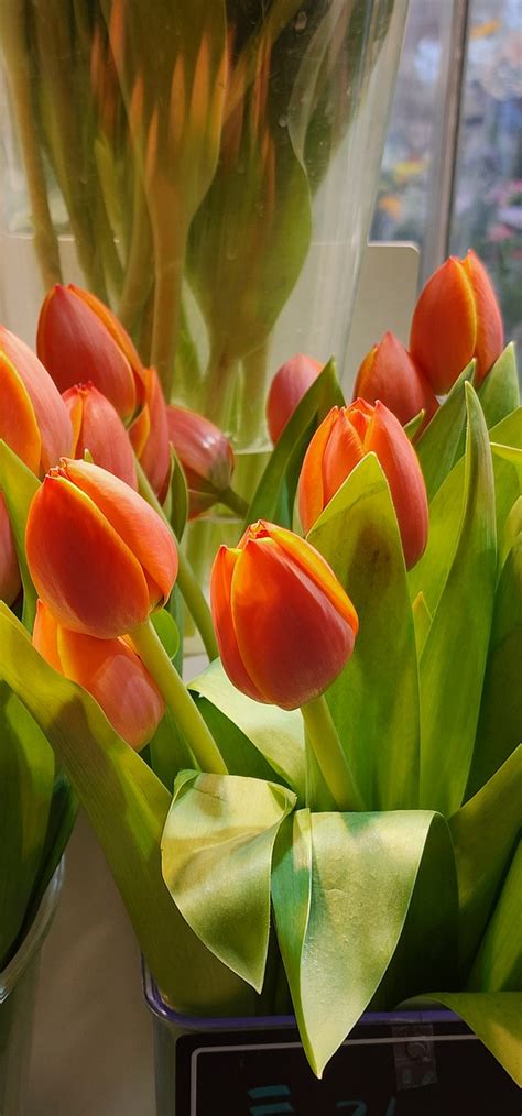 Tulip Spring Flower Free Photo On Pixabay Pixabay