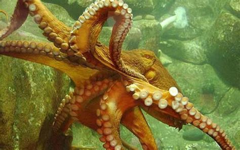 Octopuses On Ecstasy Drug Become More Social New Zealand Geographic