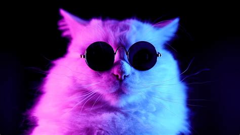 Free Download Cool Cat Wallpaper By Goodimages Download On Zedge Cbdf