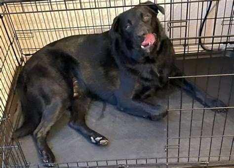Black Labrador Retreiver For Adoption In Wiley Texas Supplies