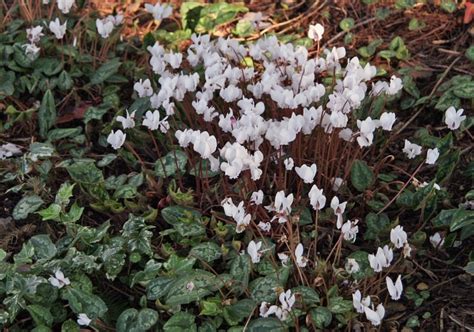 Favorite Flora Hardy Cyclamen Heartlandgardening