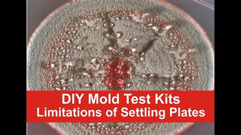 Mold will grow where there is moisture, such as around leaks in roofs, windows, or pipes, or where there has been a flood. DIY Mold Test Kits - Limitations of Settling Plates - YouTube