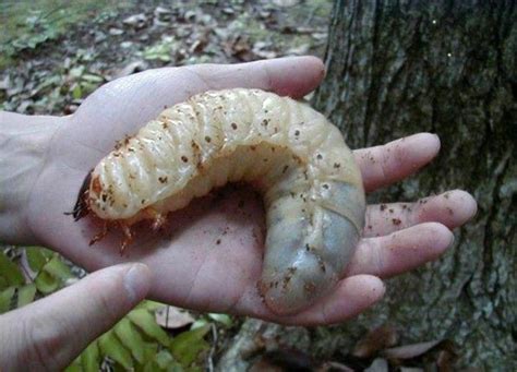 Biggest Grub Worm Ever Science And Nature Pinterest The Ojays