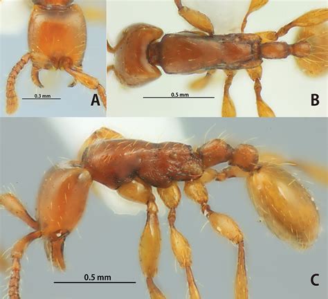 The Aenictus Ceylonicus Species Group Hymenoptera Formicidae