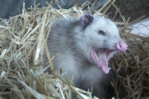 Do Opossums Eat Ticks And Fleas Pest Phobia
