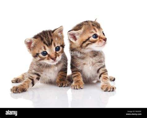 Two Tabby Kittens Stock Photo Alamy